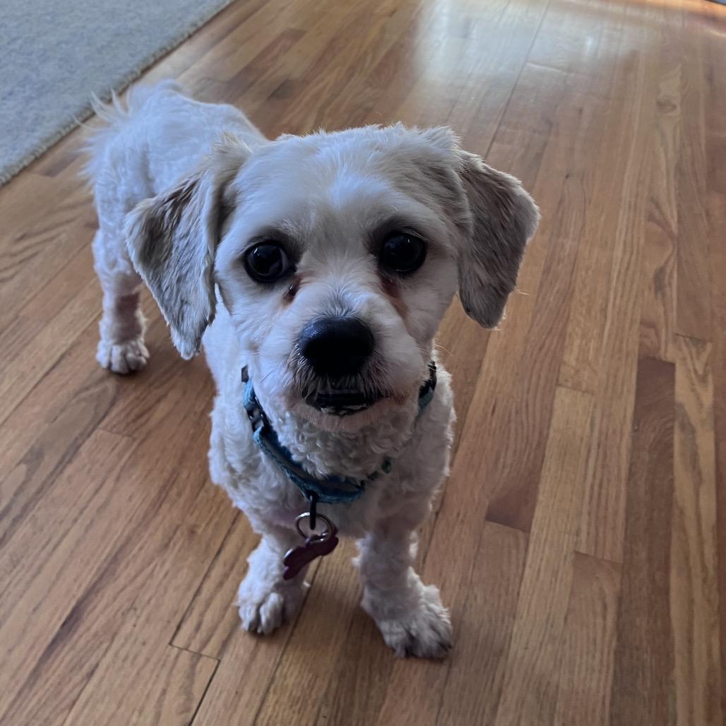 Henry, a Adoptable Havanese in Crystal, MN image 5/6