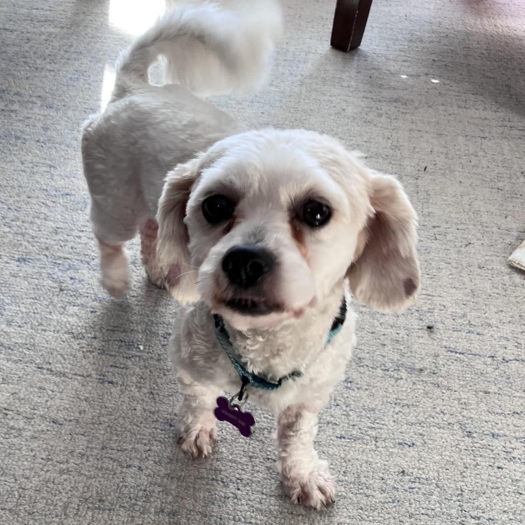 Henry, a Adoptable Havanese in Crystal, MN image 6/6