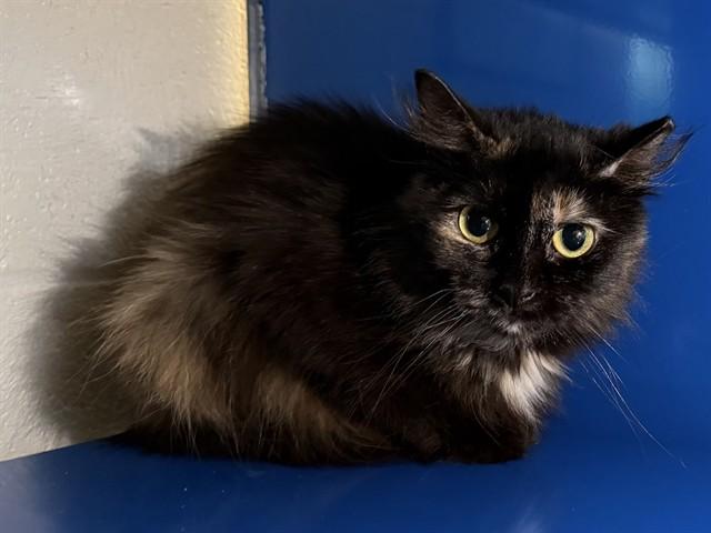 SILLY SALLY, Adoptable, Adult Female Domestic Short Hair.