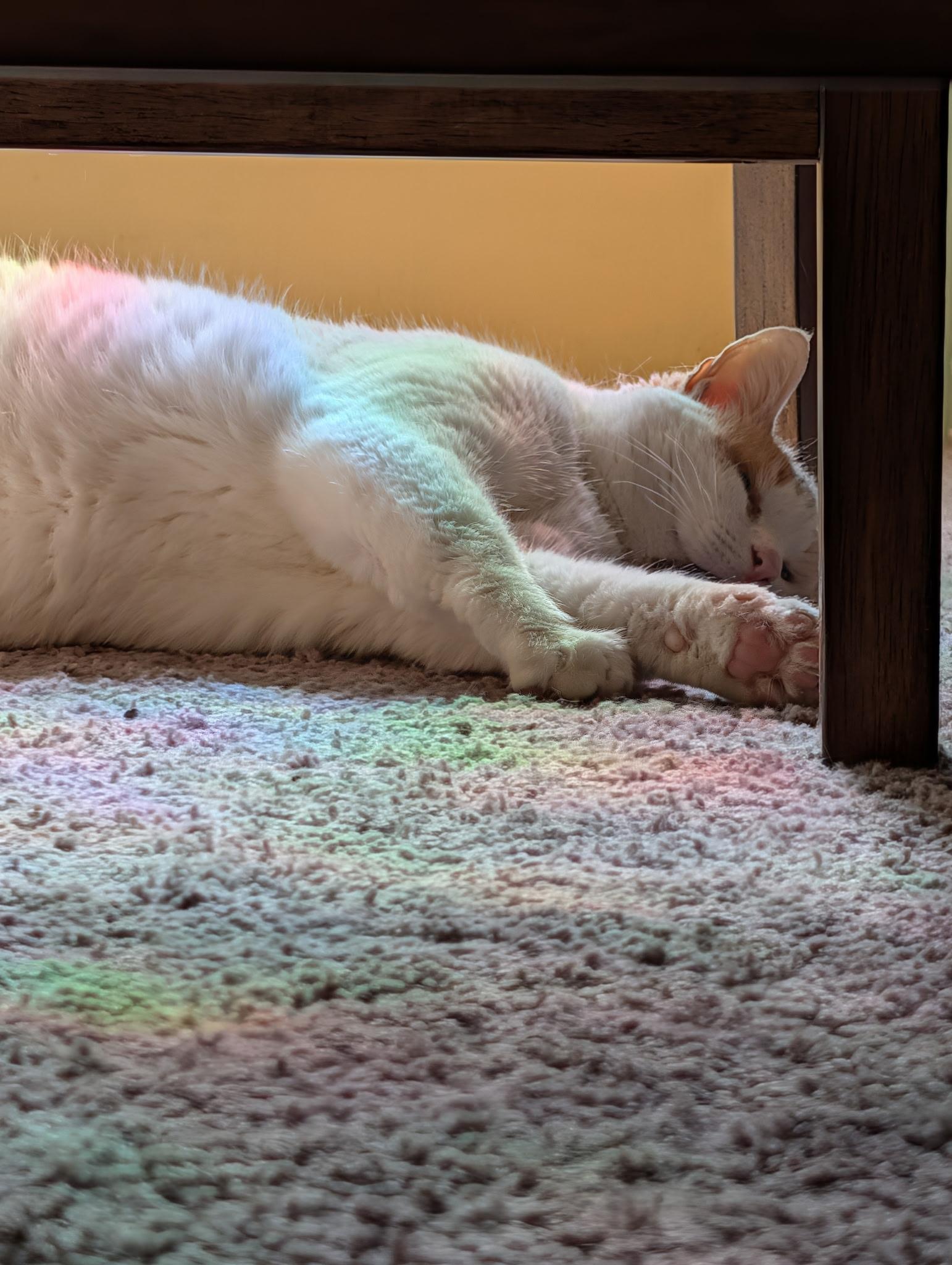 Enlarge Marshmallow, a Adoptable Domestic Short Hair in Burlington, NC image 3/5