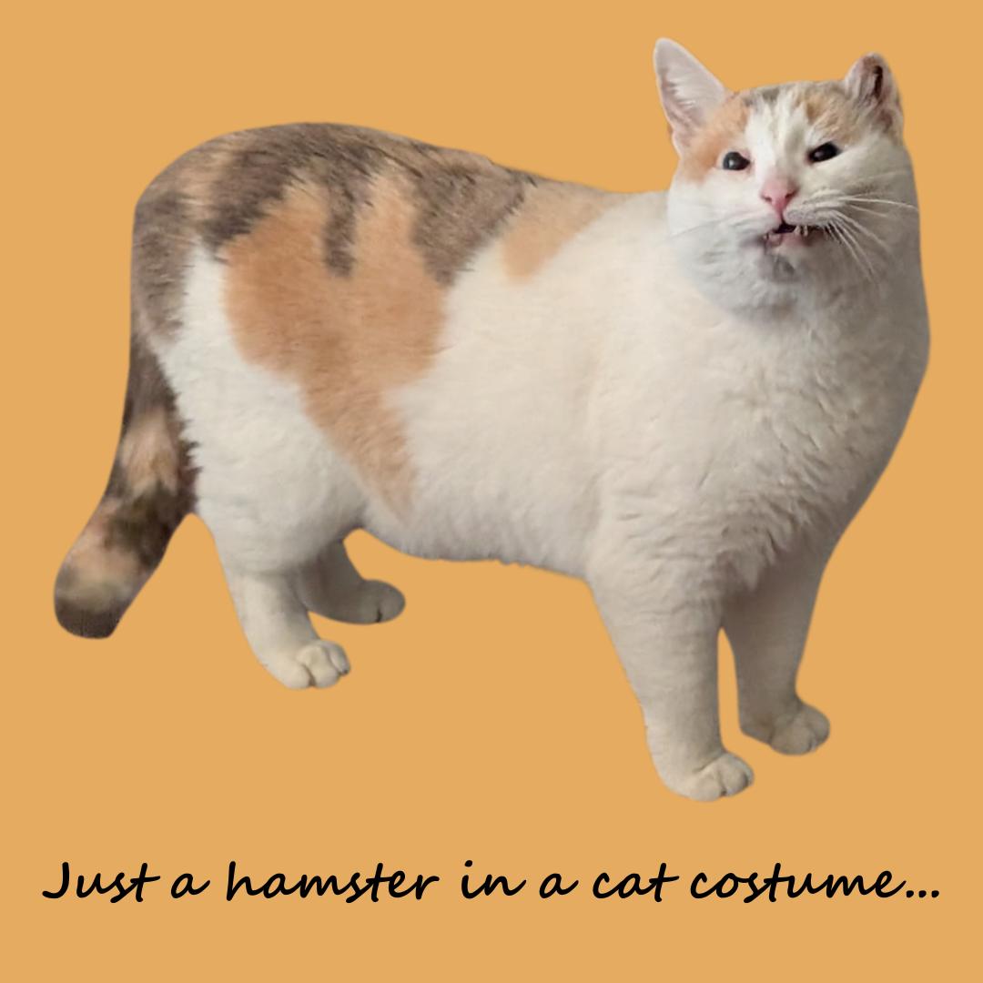 Enlarge Marshmallow, a Adoptable Domestic Short Hair in Burlington, NC image 5/5
