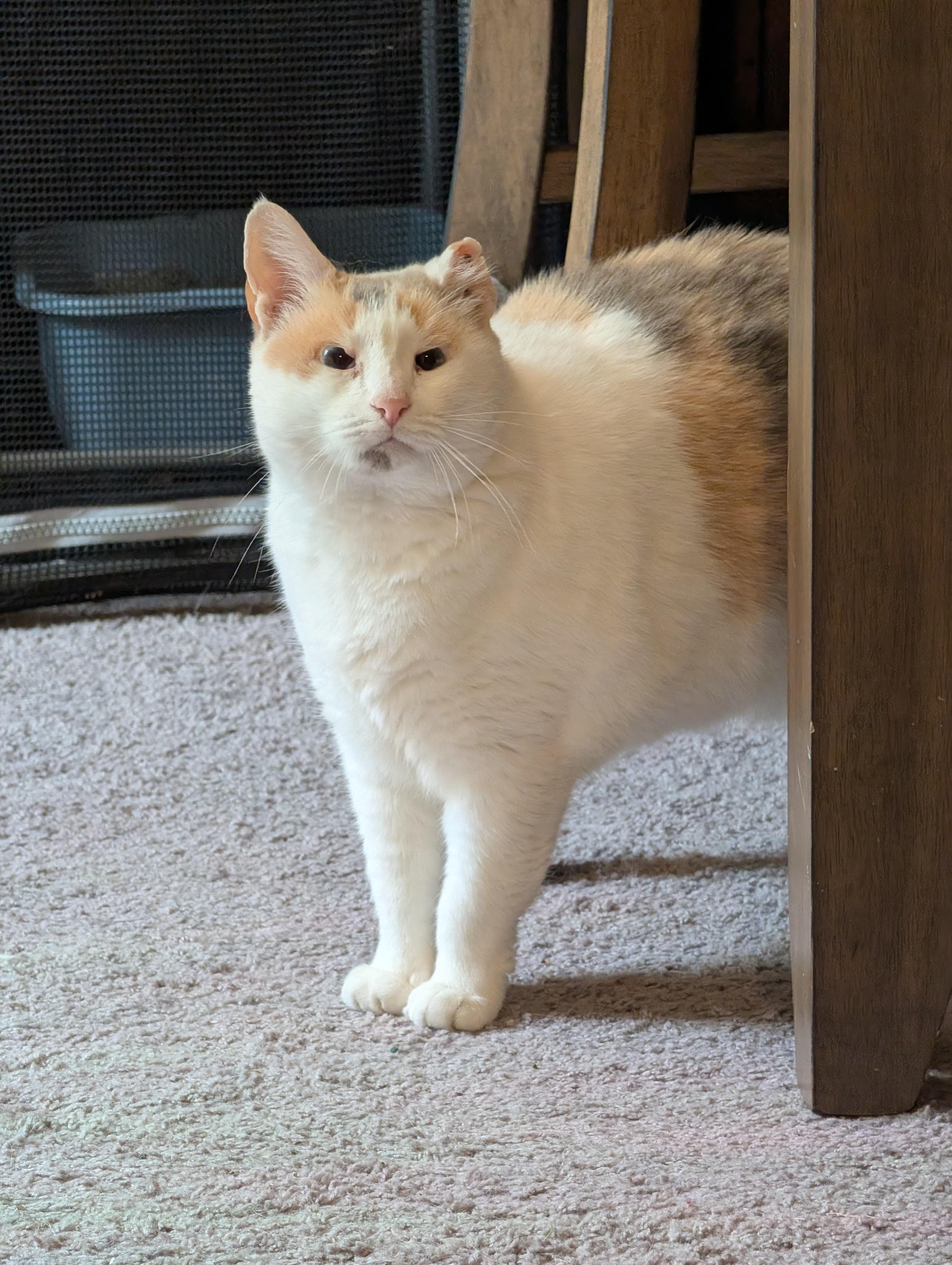 Marshmallow, Adoptable, Adult Female Domestic Short Hair.