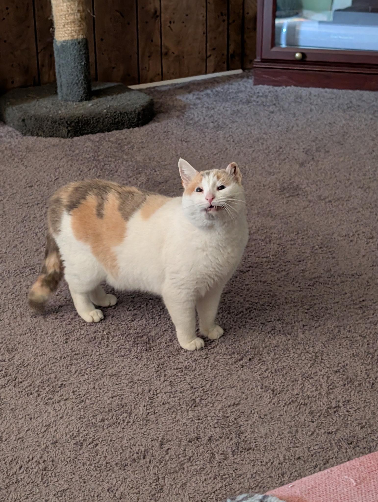 Enlarge Marshmallow, a Adoptable Domestic Short Hair in Burlington, NC image 4/5