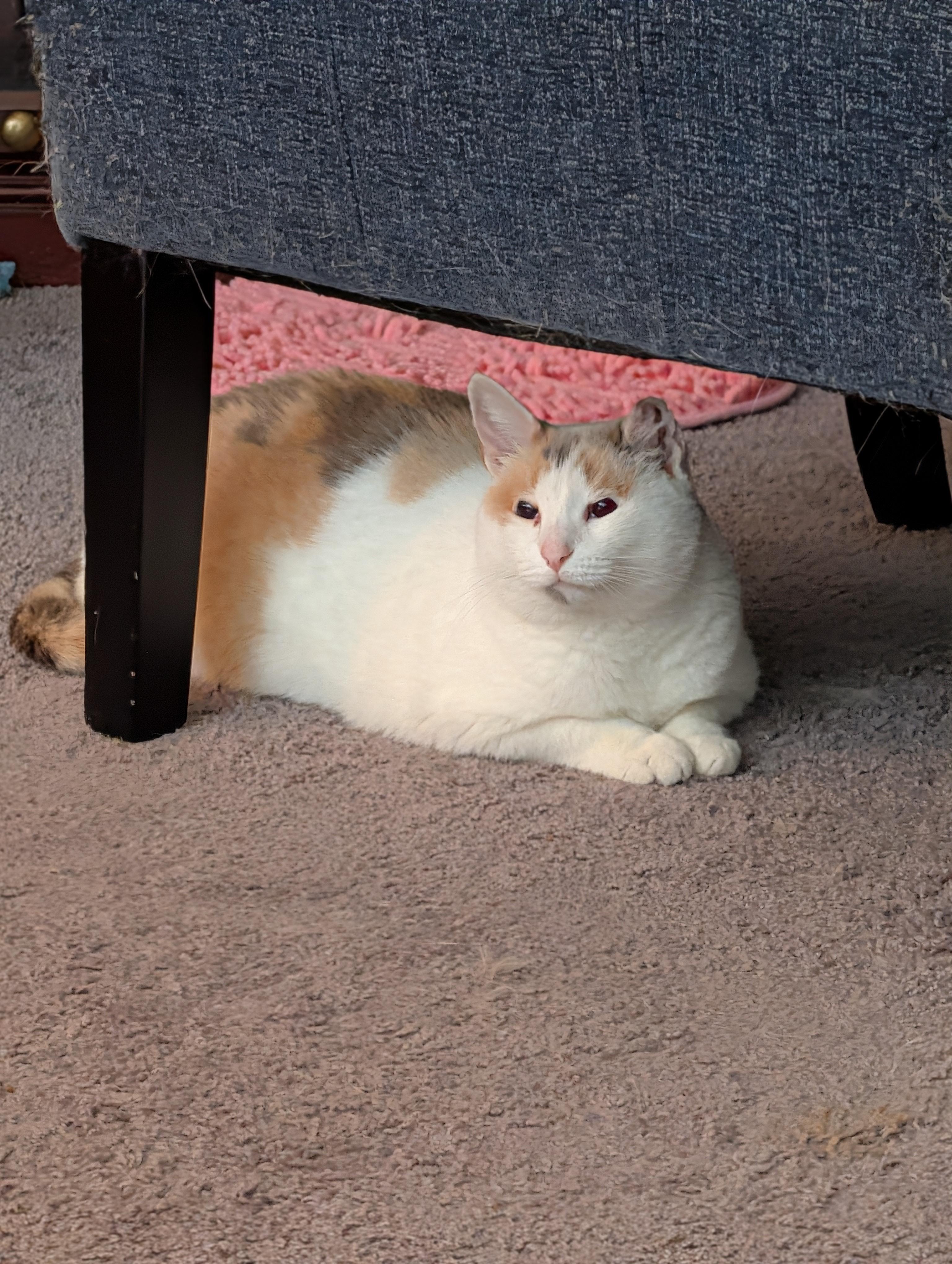 Enlarge Marshmallow, a Adoptable Domestic Short Hair in Burlington, NC image 2/5