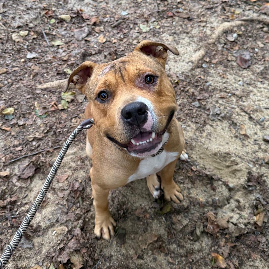 Dodd 5598, Adoptable, Adult Male Mixed Breed.