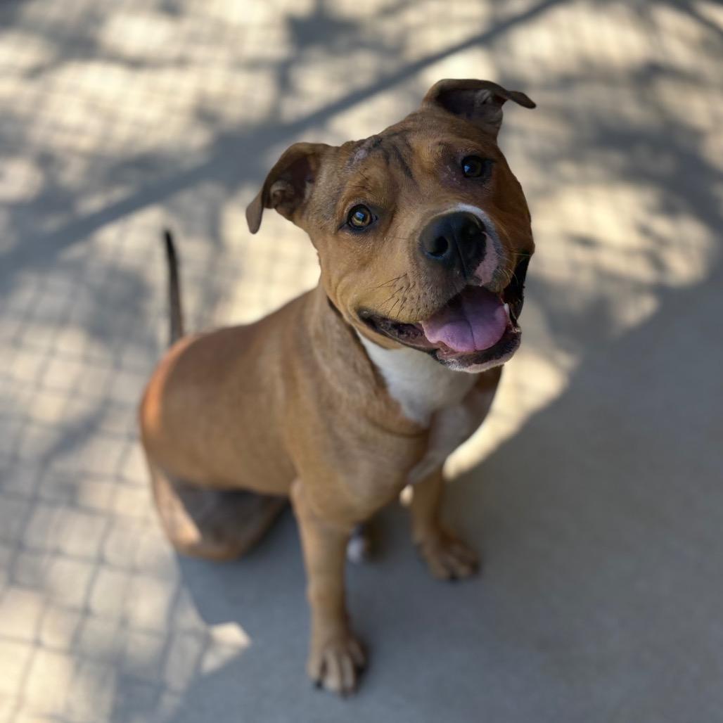 Enlarge Dodd 5598, a Adoptable Mixed Breed in Columbus, GA image 2/6