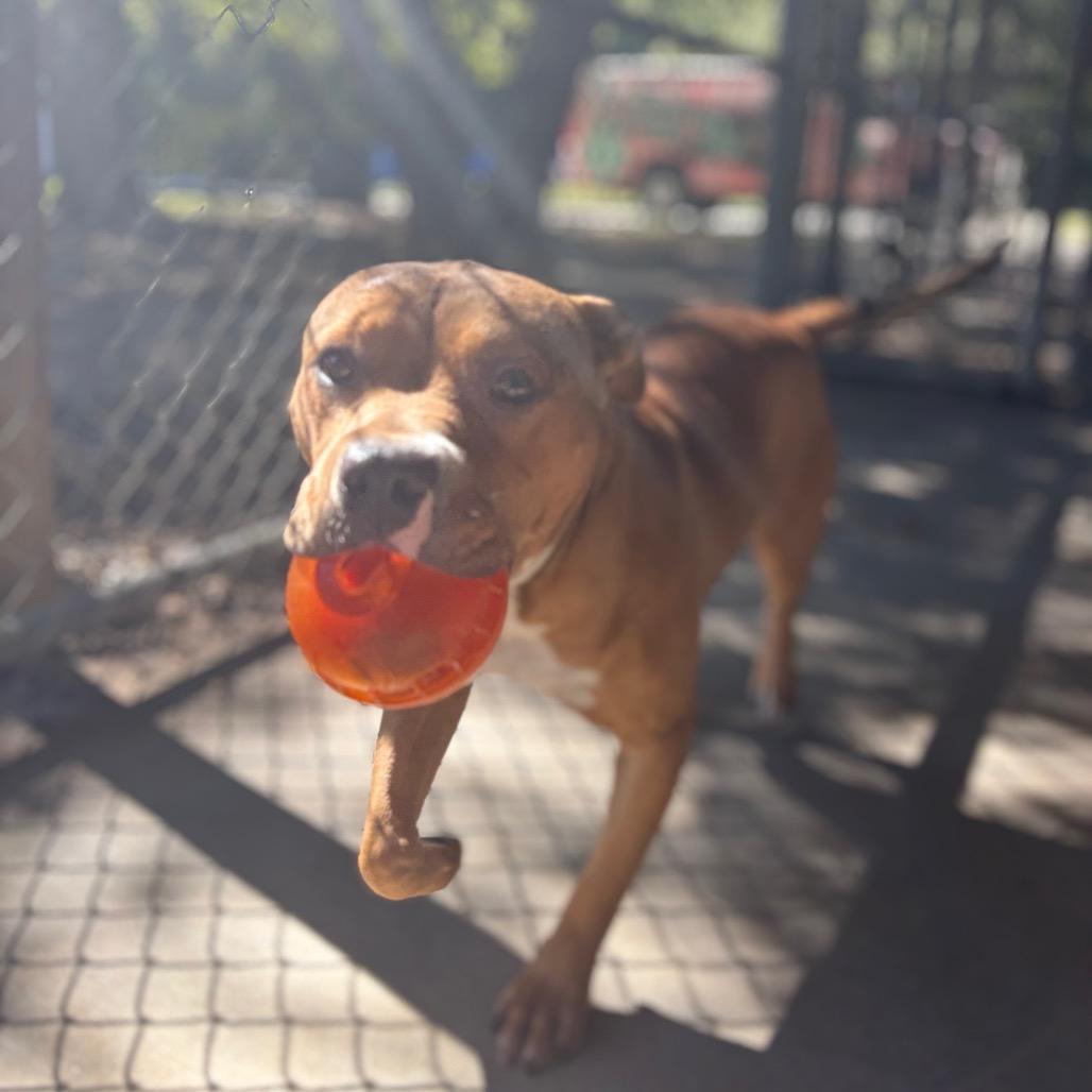 Enlarge Dodd 5598, a Adoptable Mixed Breed in Columbus, GA image 3/6