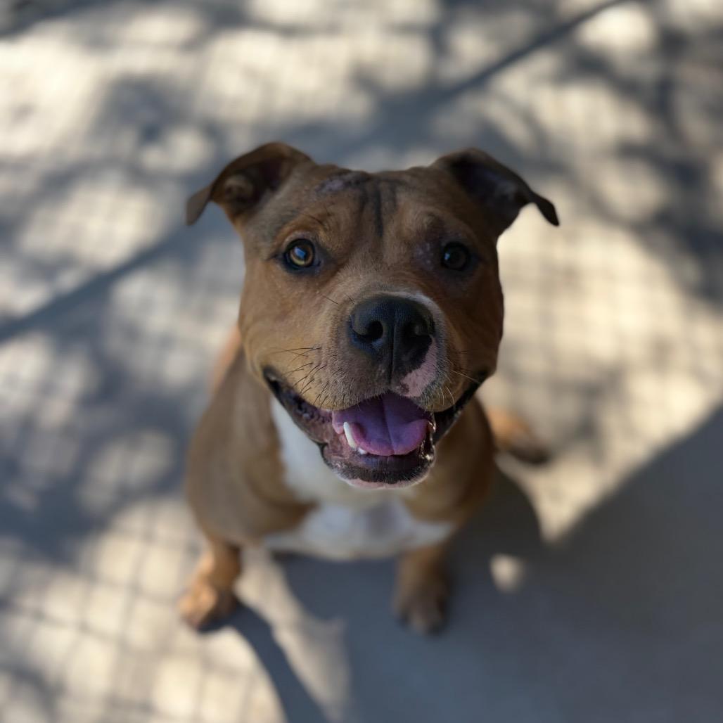 Enlarge Dodd 5598, a Adoptable Mixed Breed in Columbus, GA image 4/6
