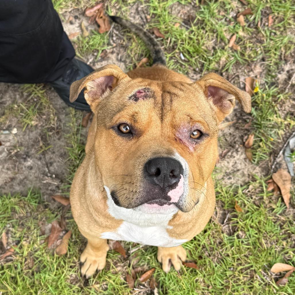 Enlarge Dodd 5598, a Adoptable Mixed Breed in Columbus, GA image 5/6