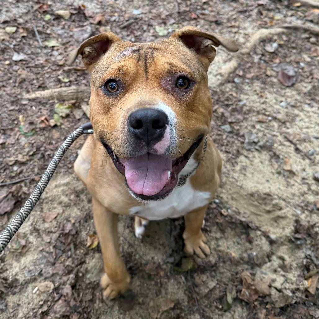 Enlarge Dodd 5598, a Adoptable Mixed Breed in Columbus, GA image 6/6