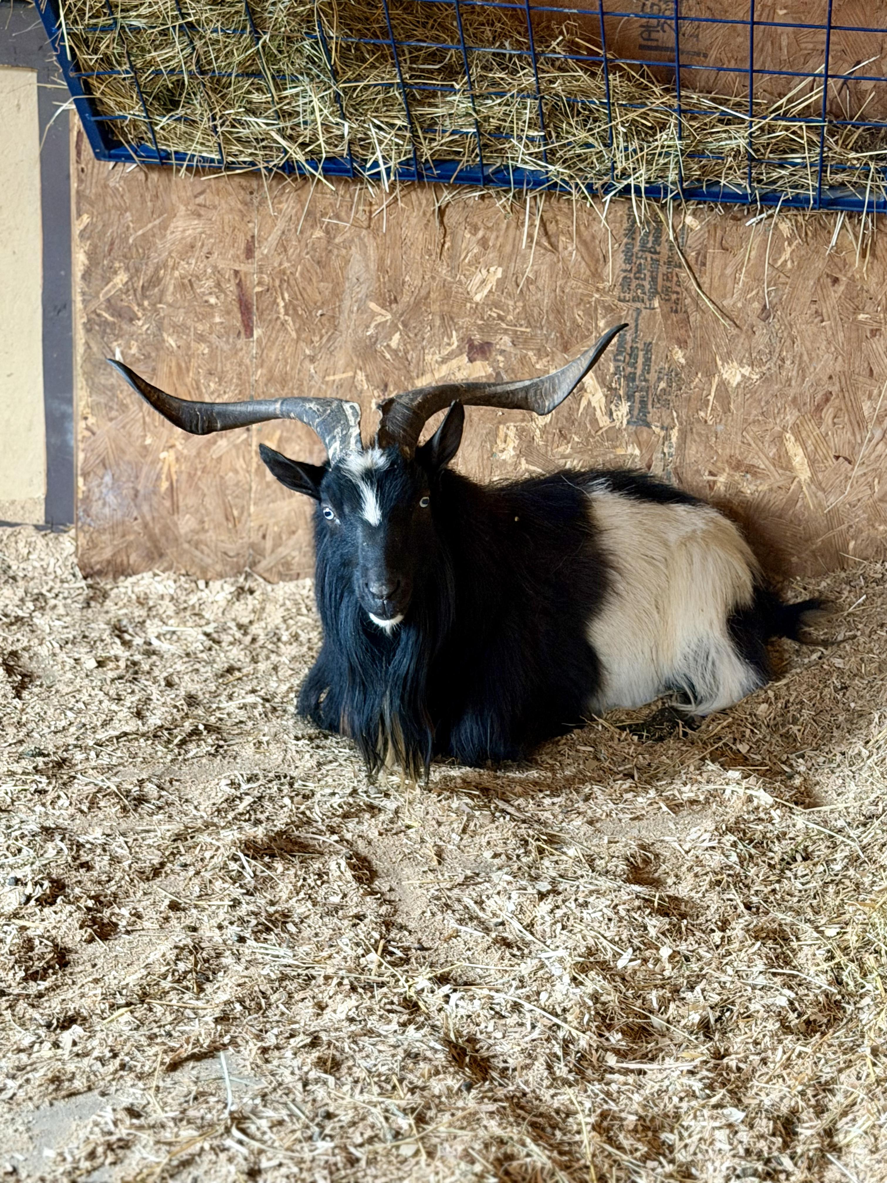 Buffalo , adopted, Adult Male Nigerian Dwarf.