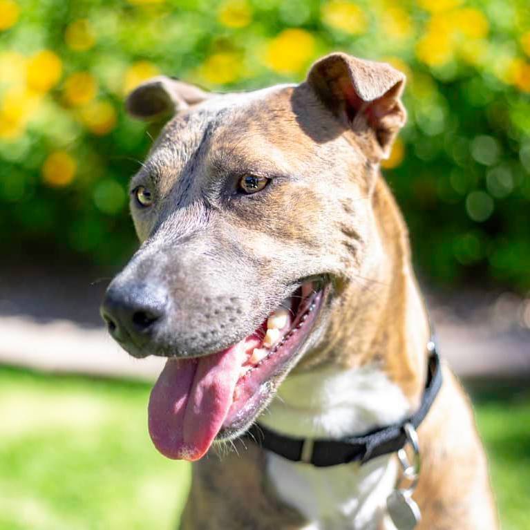 Sophie, Adoptable, Adult Female Shepherd & Shar-Pei.