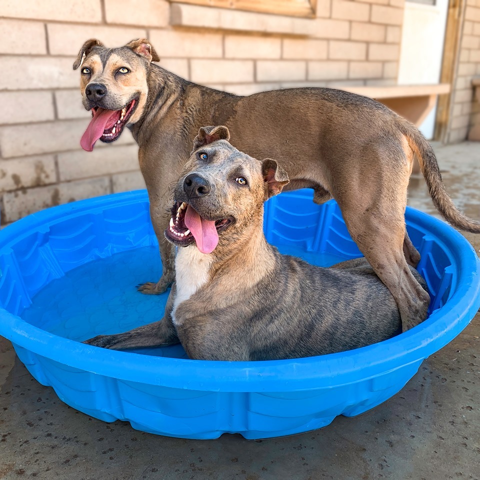 Sophie, a Adoptable mixed breed in Phoenix, AZ image 2/6