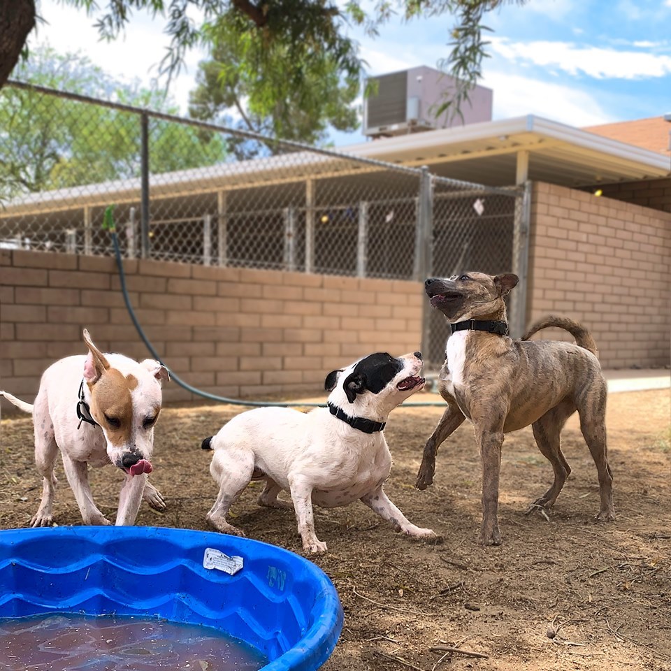 Sophie, a Adoptable mixed breed in Phoenix, AZ image 4/6