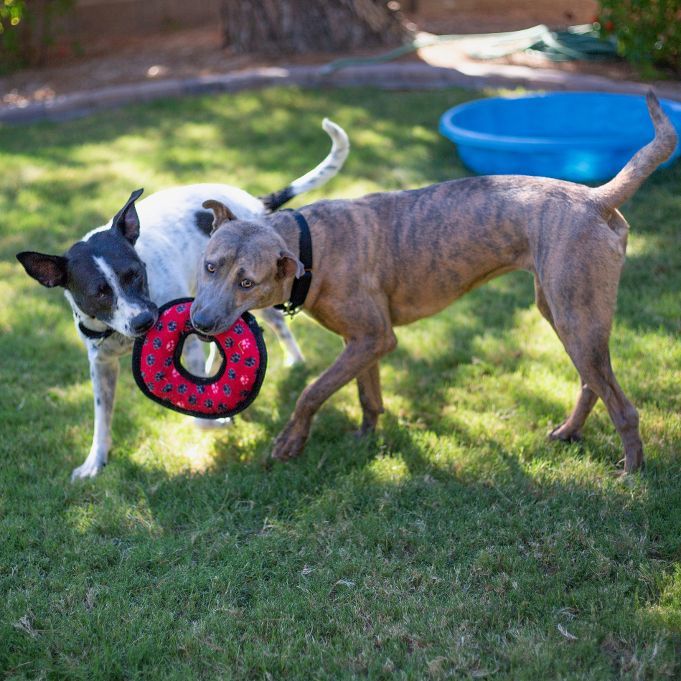 Sophie, a Adoptable mixed breed in Phoenix, AZ image 3/6