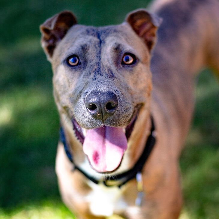 Sophie, a Adoptable mixed breed in Phoenix, AZ image 5/6