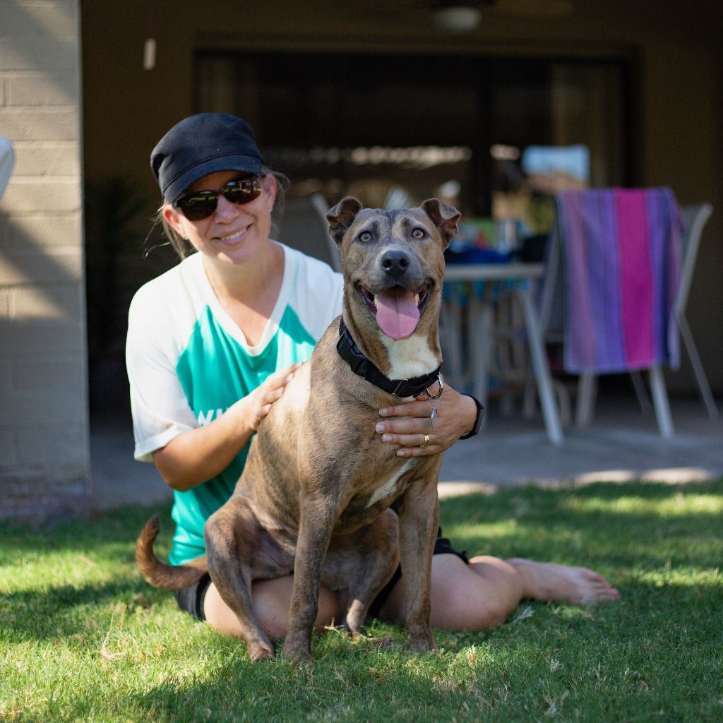 Sophie, a Adoptable mixed breed in Phoenix, AZ image 6/6