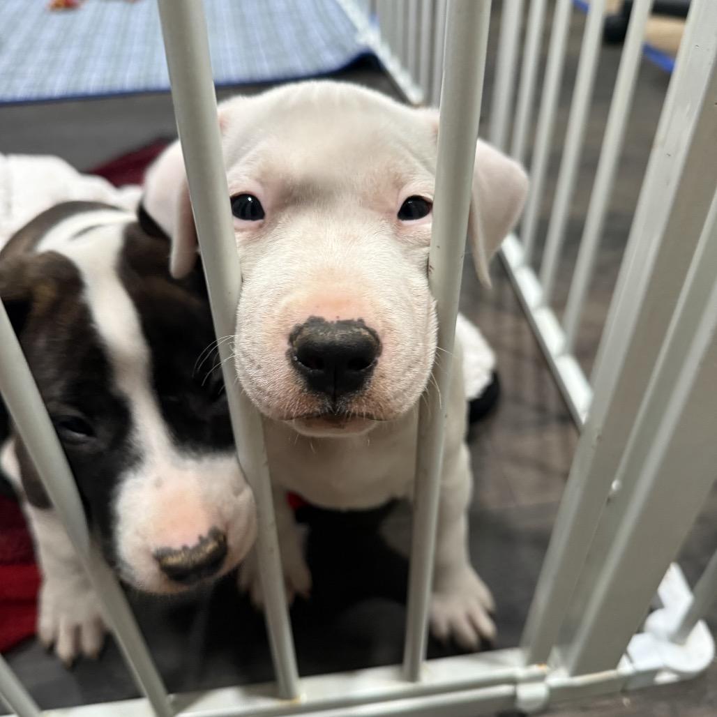 Magenta, Adoptable, Puppy Female Bull Terrier & Mixed Breed.