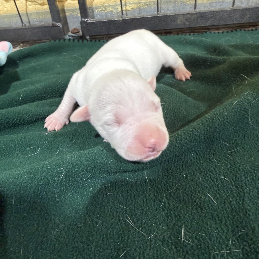 Enlarge Magenta, a Adoptable mixed breed in Pasadena , MD image 2/2