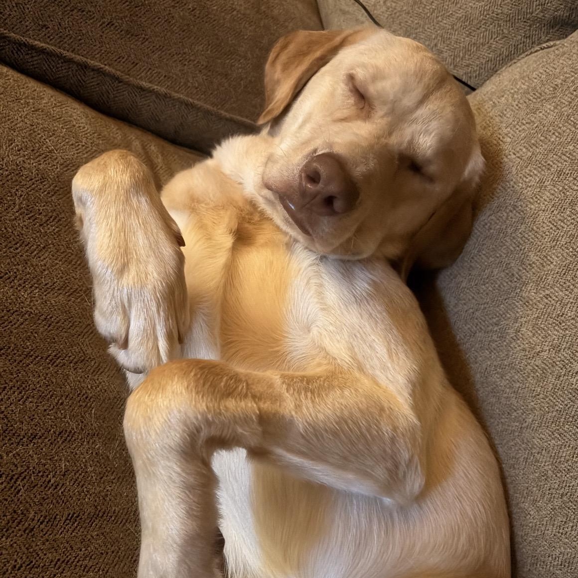 Enlarge Moose, a ADOPTABLE Yellow Labrador Retriever in South Plainfield, NJ image 4/5