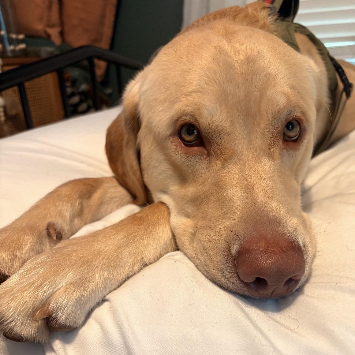 Enlarge Moose, a ADOPTABLE Yellow Labrador Retriever in South Plainfield, NJ image 2/5