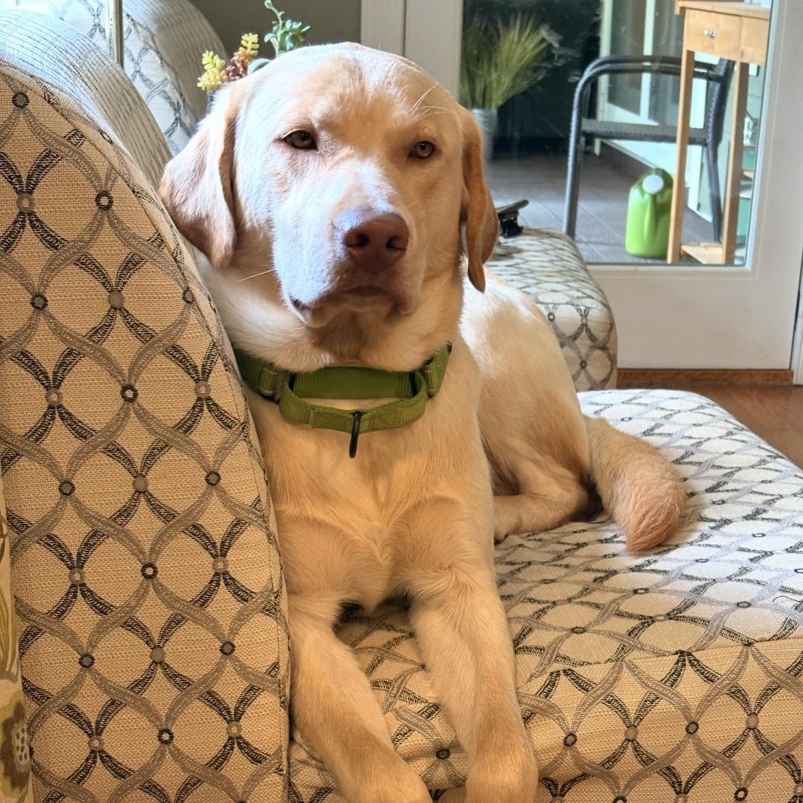 Enlarge Moose, a ADOPTABLE Yellow Labrador Retriever in South Plainfield, NJ image 3/5