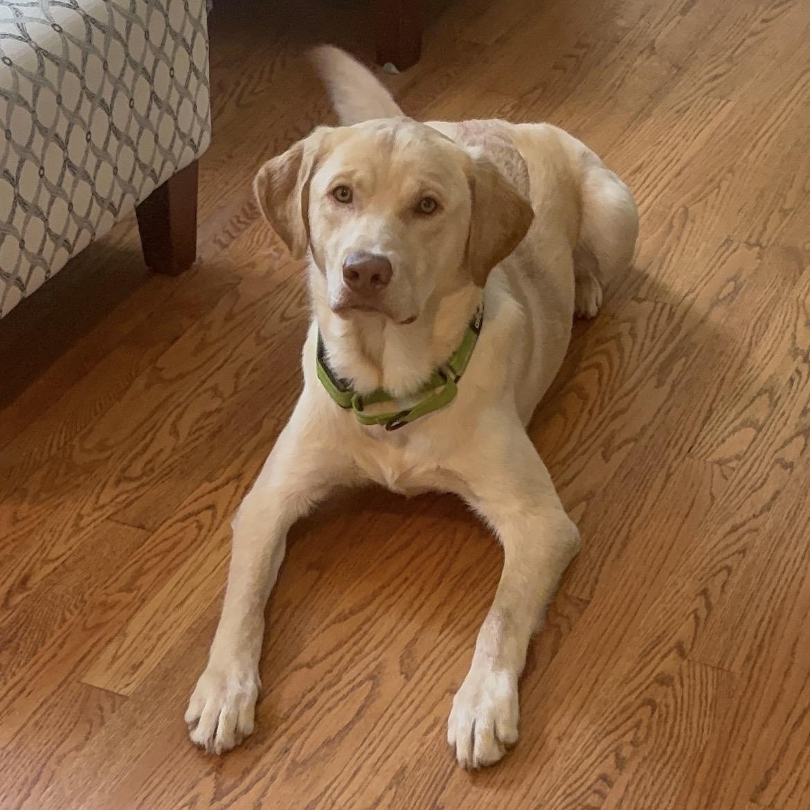 Enlarge Moose, a ADOPTABLE Yellow Labrador Retriever in South Plainfield, NJ image 5/5