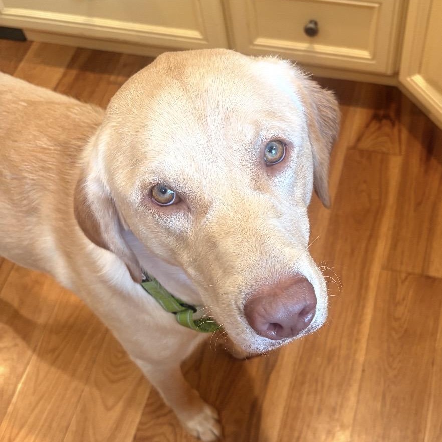 Enlarge Moose, a ADOPTABLE Yellow Labrador Retriever in South Plainfield, NJ image 1/5