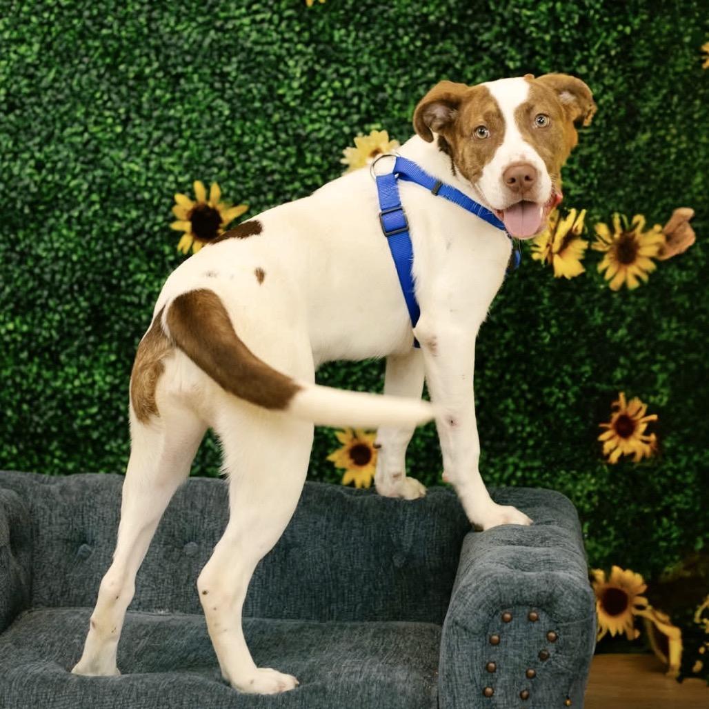 Kalina (Sponsored), a Adoptable mixed breed in East Saint Louis, IL image 1/6