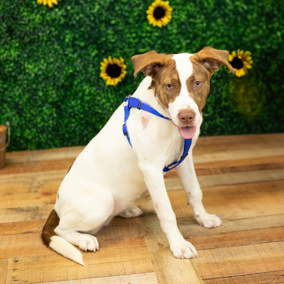 Kalina (Sponsored), a Adoptable mixed breed in East Saint Louis, IL image 2/6