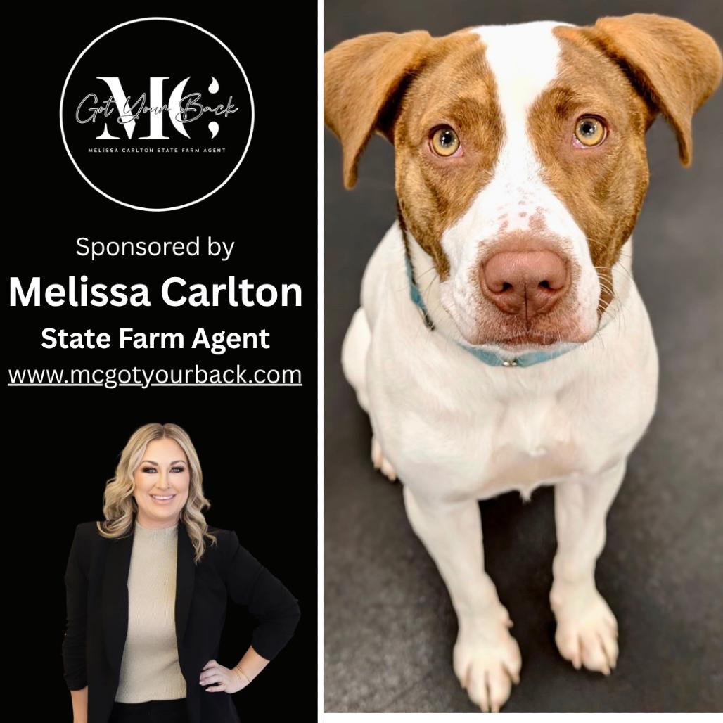 Enlarge Kalina (Sponsored), a Adoptable mixed breed in East Saint Louis, IL image 2/6