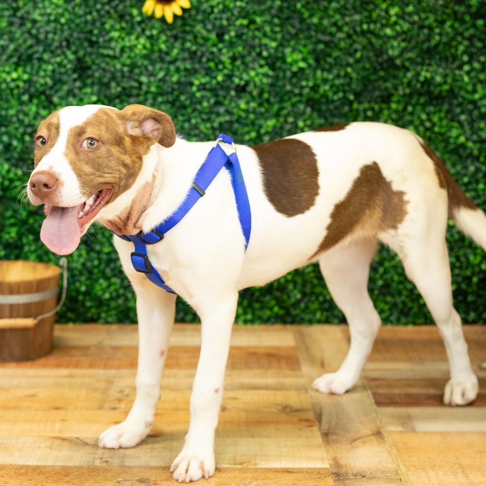 Kalina (Sponsored), a Adoptable mixed breed in East Saint Louis, IL image 3/6