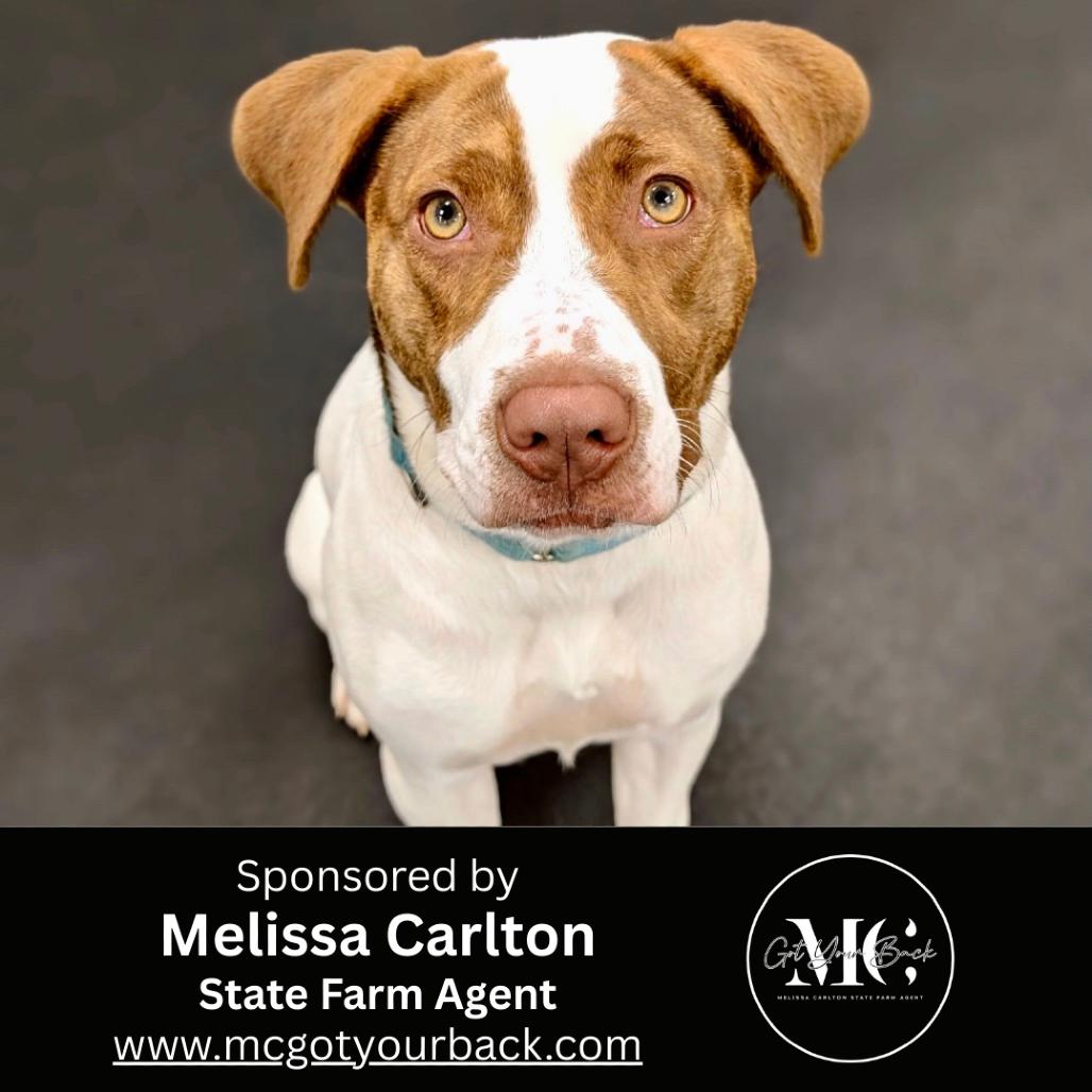Kalina (Sponsored), a Adoptable mixed breed in East Saint Louis, IL image 4/6