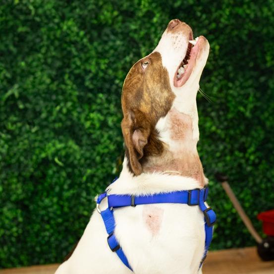 Kalina (Sponsored), a Adoptable mixed breed in East Saint Louis, IL image 5/6