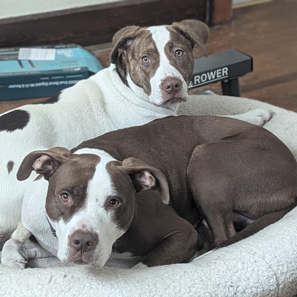 Enlarge Kalina (Sponsored), a Adoptable mixed breed in East Saint Louis, IL image 3/6