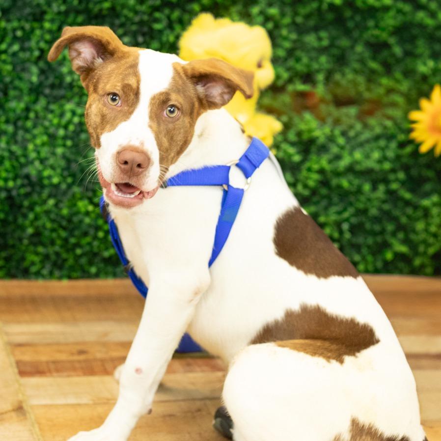 Kalina (Sponsored), a Adoptable mixed breed in East Saint Louis, IL image 6/6