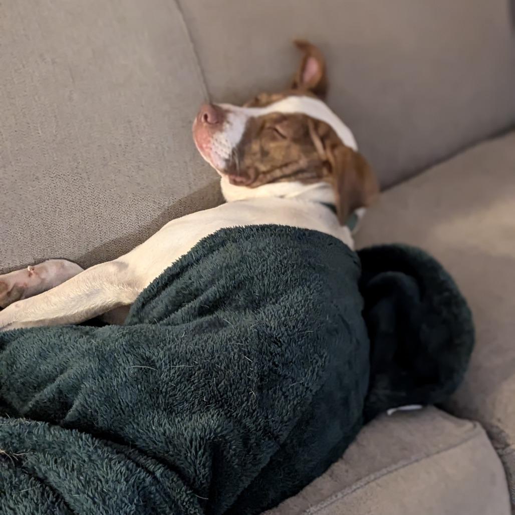 Enlarge Kalina (Sponsored), a Adoptable mixed breed in East Saint Louis, IL image 5/6