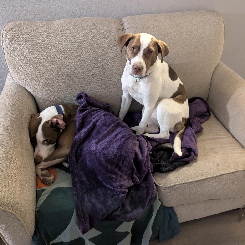 Enlarge Kalina (Sponsored), a Adoptable mixed breed in East Saint Louis, IL image 6/6