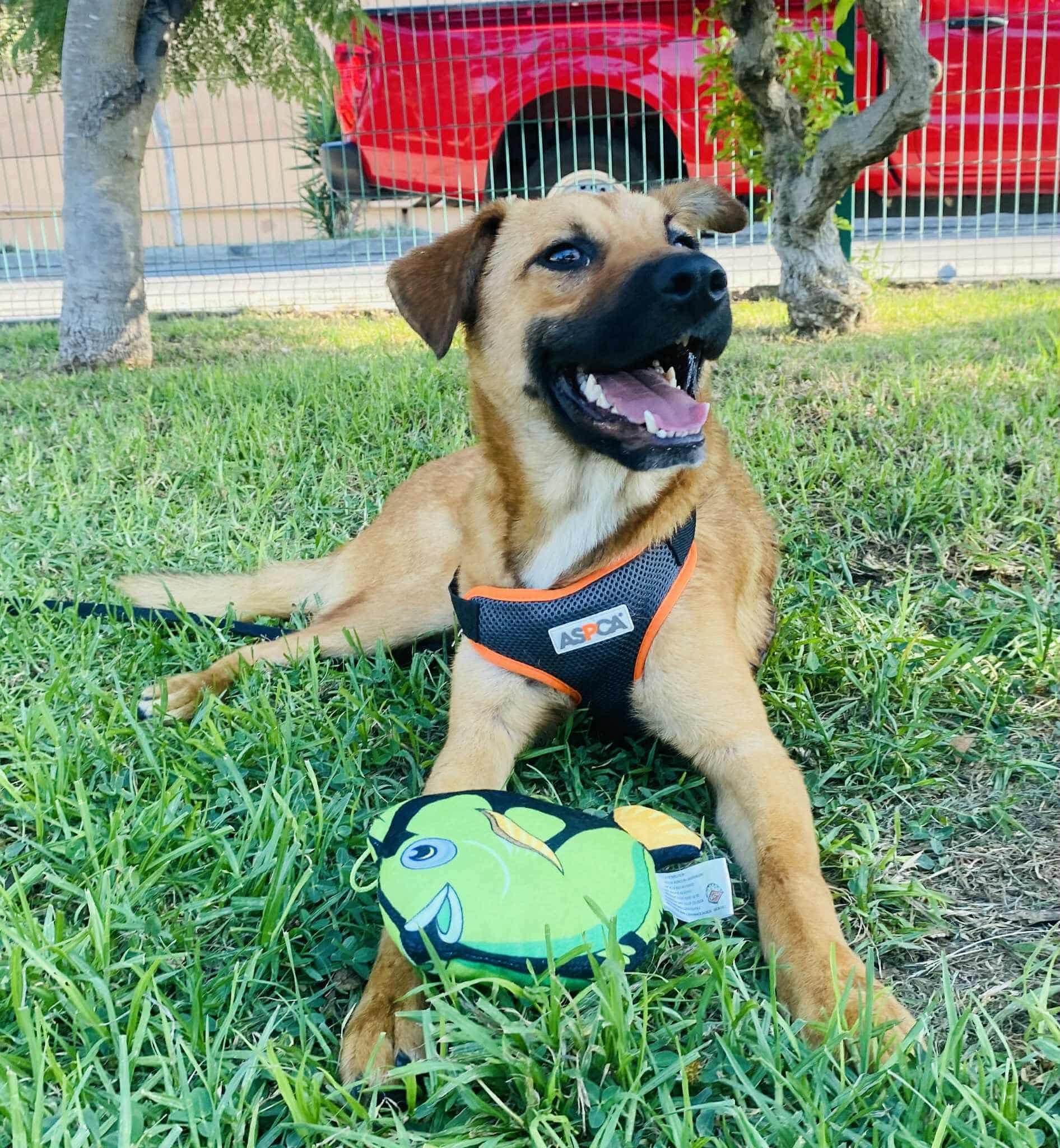 Enlarge Lilo, a Adoptable Mixed Breed in Puyallup, WA image 5/6