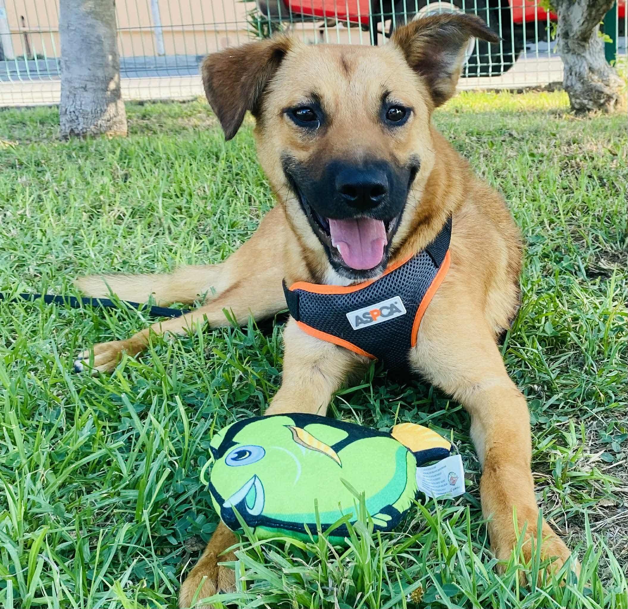 Lilo, Adoptable, Puppy Male Mixed Breed.