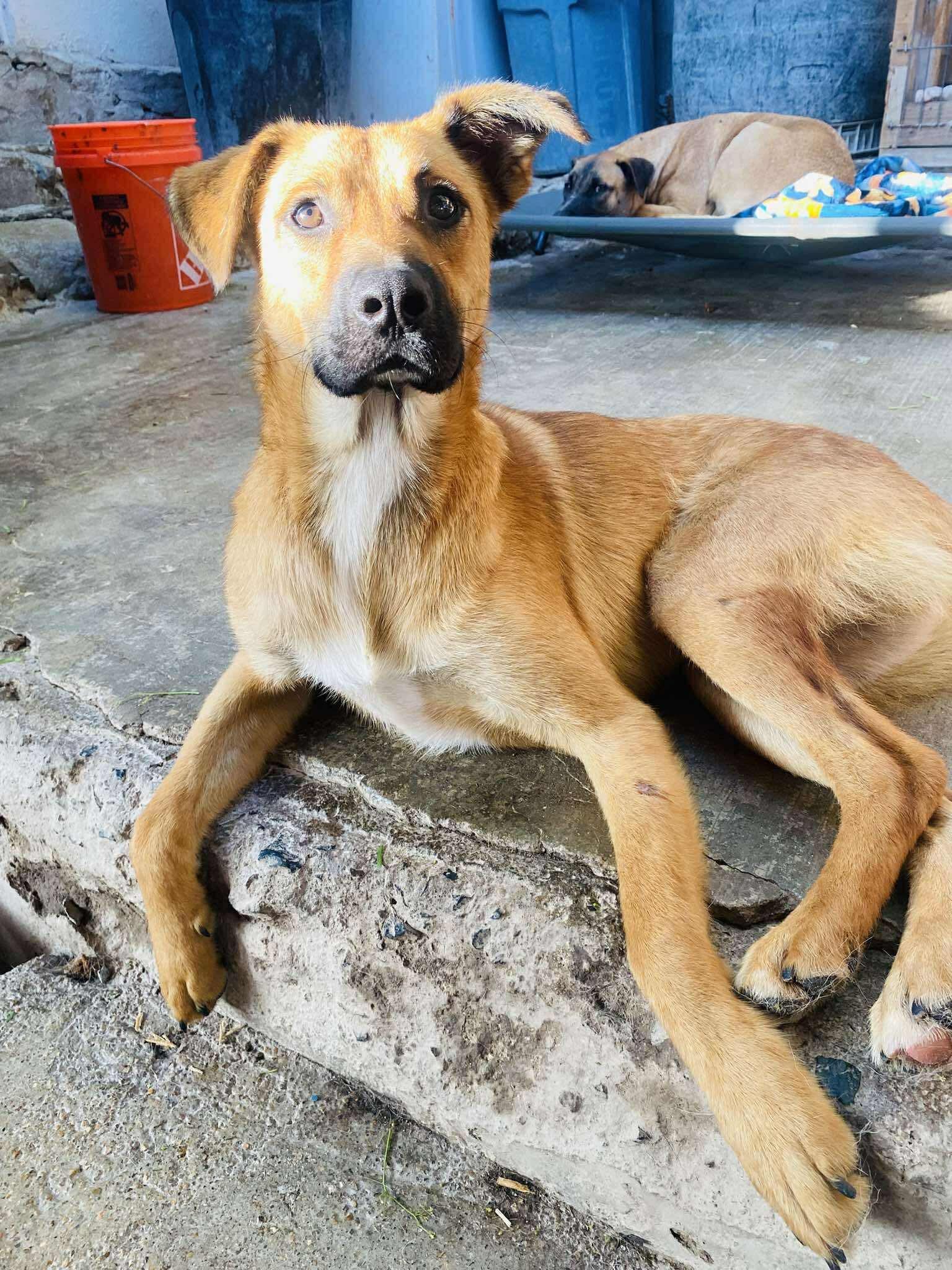 Enlarge Lilo, a Adoptable Mixed Breed in Puyallup, WA image 2/6