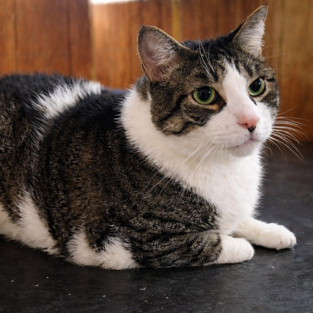 Milo, Adoptable, Adult Male Domestic Short Hair.