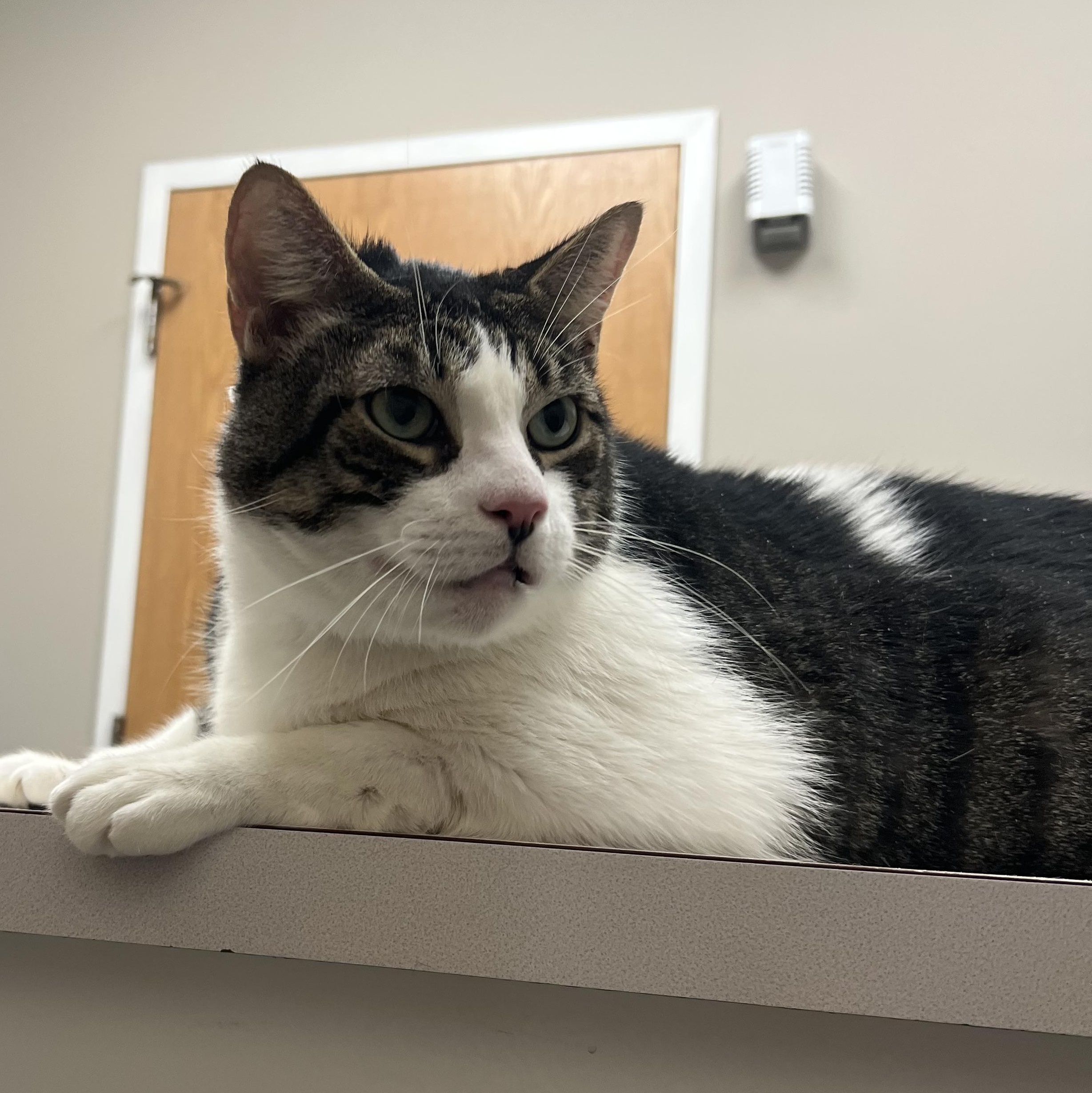 Enlarge Milo, a Adoptable Domestic Short Hair in Cranford, NJ image 2/3