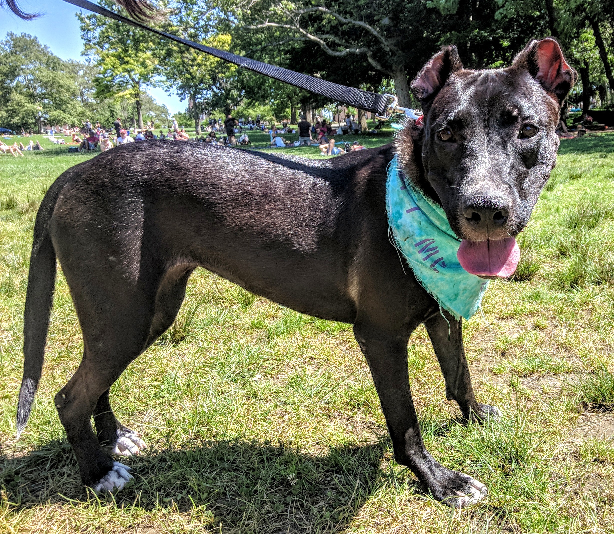 Olivia, Adoptable, Adult Female Labrador Retriever & Pit Bull Terrier.