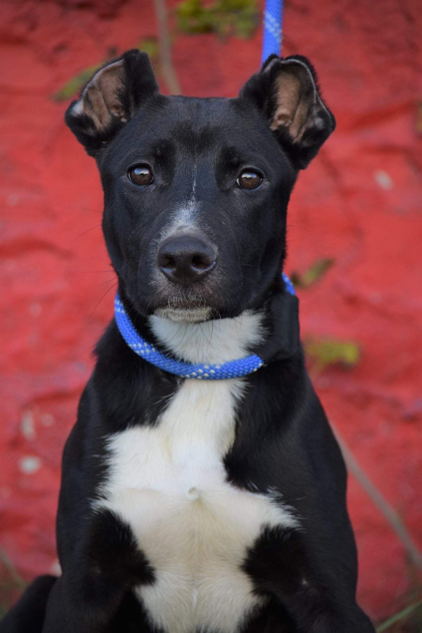 Enlarge Olivia, a Adoptable mixed breed in Far Rockaway, NY image 2/6