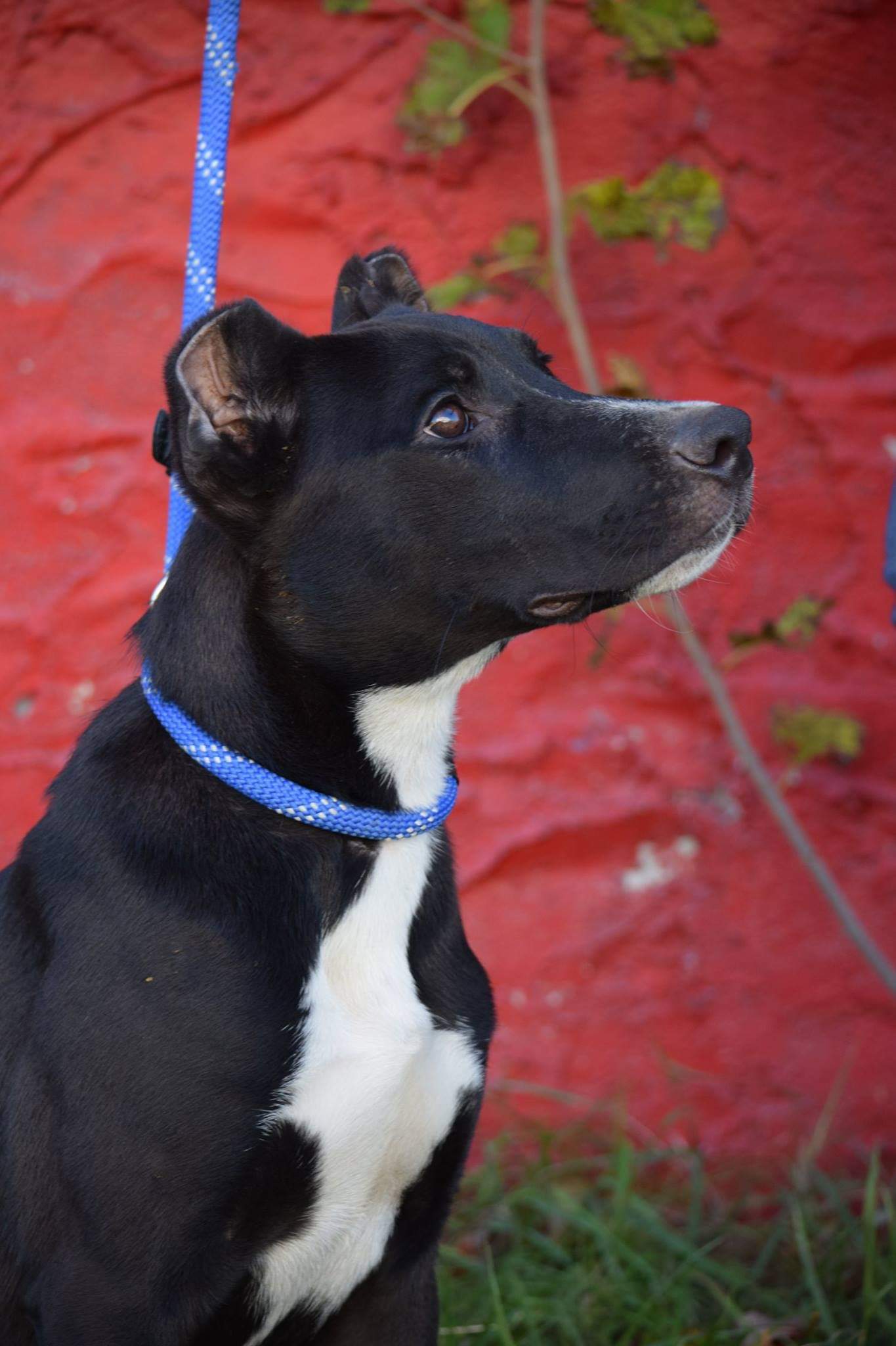 Enlarge Olivia, a Adoptable mixed breed in Far Rockaway, NY image 3/6