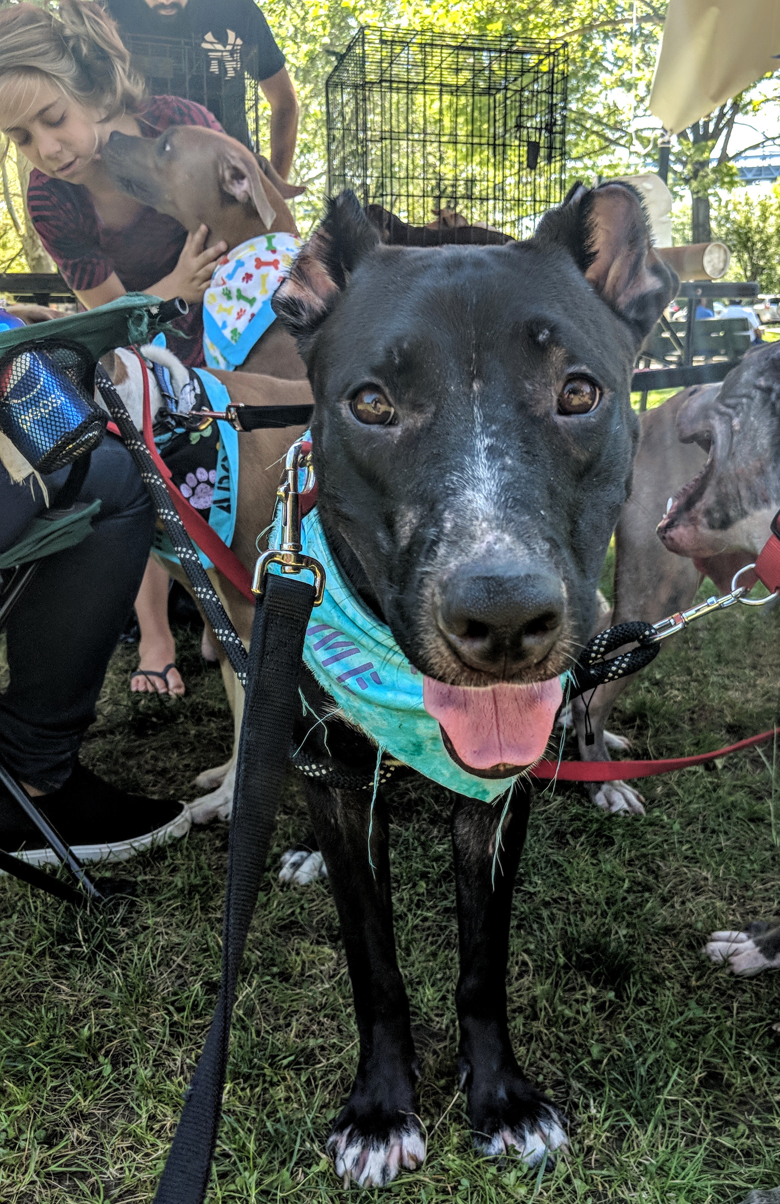 Enlarge Olivia, a Adoptable mixed breed in Far Rockaway, NY image 4/6