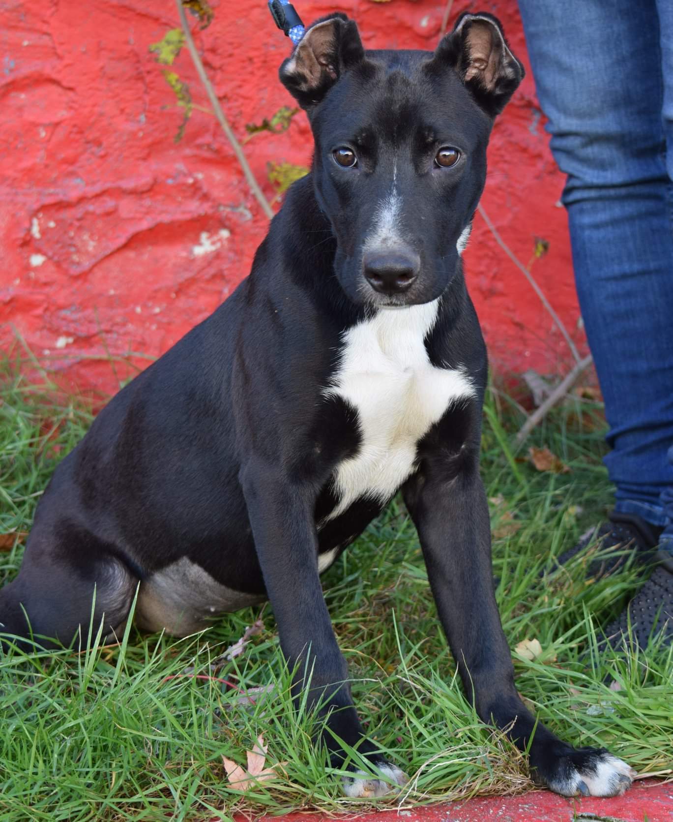 Enlarge Olivia, a Adoptable mixed breed in Far Rockaway, NY image 5/6