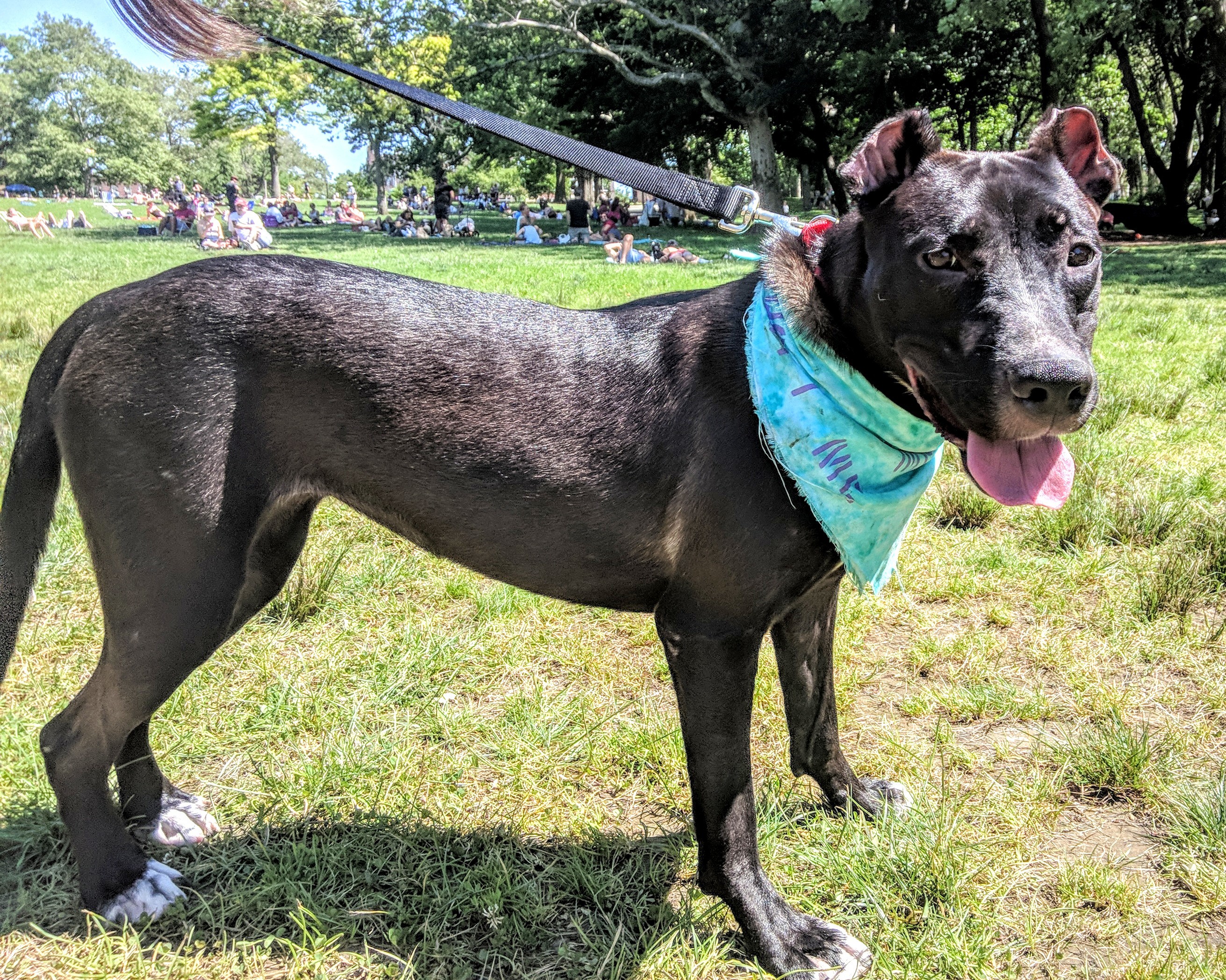 Enlarge Olivia, a Adoptable mixed breed in Far Rockaway, NY image 6/6