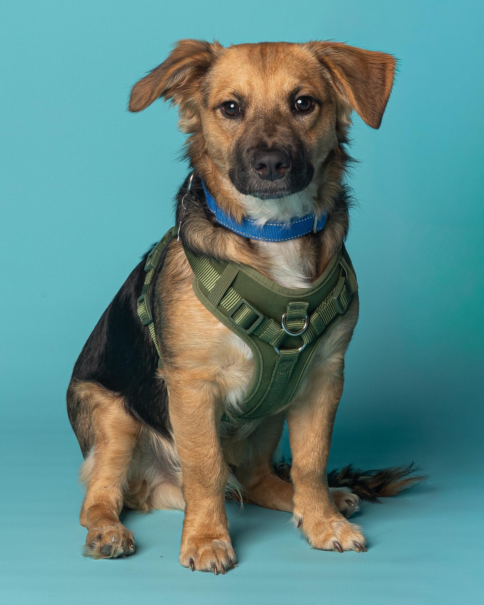 Briar, Adoptable, Puppy Male Chihuahua & Spaniel.